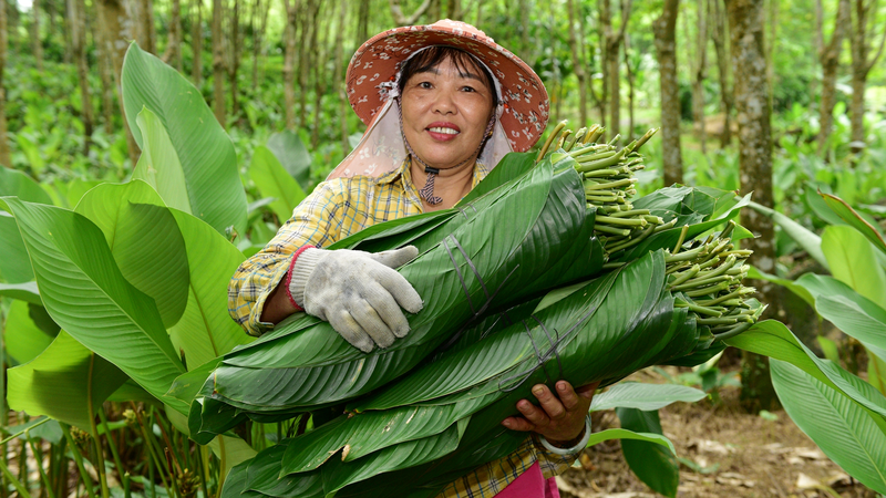 Z7DZCLR4XT370VFNVEQR - 🌍NewspaperAmigo – Your Global News Buddy 🗞️ Zongzi Leaves Boost Village Prosperity Ahead of Dragon Boat Festival 🌿🚀