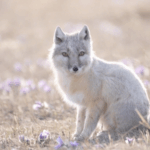 ZIRRZJT159S71NK41ZWI - 🌍NewspaperAmigo – Your Global News Buddy 🗞️ Rare Corsac Fox Duo Spotted in China’s Inner Mongolia 🌾🦊 video poster