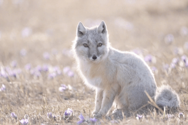Rare Corsac Fox Duo Spotted in China’s Inner Mongolia 🌾🦊 Rare Corsac Fox Duo Spotted in China’s Inner Mongolia 🌾🦊 video poster