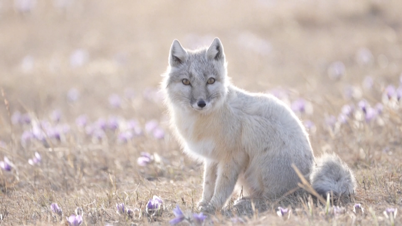 Rare Corsac Fox Duo Spotted in China’s Inner Mongolia 🌾🦊 video poster