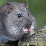 00K8AG3WCKJGVU2ZAA25 - 🌍NewspaperAmigo – Your Global News Buddy 🗞️ Chinese Scientists Unlock Mammal Organ Regeneration Breakthrough 🌱🔬