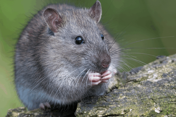 Chinese Scientists Unlock Mammal Organ Regeneration Breakthrough 🌱🔬 Chinese Scientists Unlock Mammal Organ Regeneration Breakthrough 🌱🔬