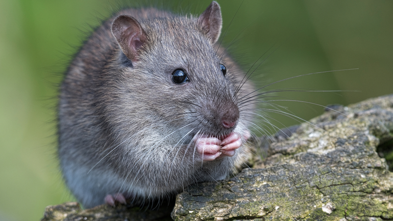 Chinese Scientists Unlock Mammal Organ Regeneration Breakthrough 🌱🔬