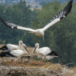 11XQYBDTT9QCSUVVA1KC - 🌍NewspaperAmigo – Your Global News Buddy 🗞️ Rare Oriental Storks Return to Jiangsu's Eco-Haven 🦢🌿