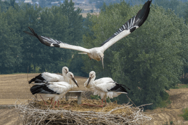 Rare Oriental Storks Return to Jiangsu’s Eco-Haven 🦢🌿 Rare Oriental Storks Return to Jiangsu's Eco-Haven 🦢🌿