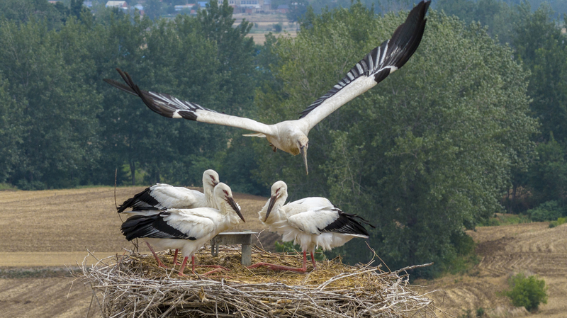 Rare Oriental Storks Return to Jiangsu's Eco-Haven 🦢🌿