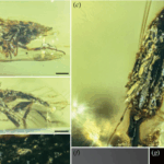 2J7YNIW7APT86KN9PJ1L - 🌍NewspaperAmigo – Your Global News Buddy 🗞️ Ancient Fungi Found in Amber Rewrites Evolutionary History 🦠✨