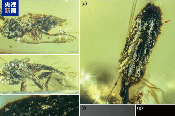 Ancient Fungi Found in Amber Rewrites Evolutionary History 🦠✨ Ancient Fungi Found in Amber Rewrites Evolutionary History 🦠✨