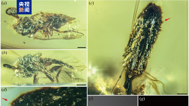 2J7YNIW7APT86KN9PJ1L - 🌍NewspaperAmigo – Your Global News Buddy 🗞️ Ancient Fungi Found in Amber Rewrites Evolutionary History 🦠✨