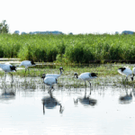 2MNCK5CVOSHECB9B30RW - 🌍NewspaperAmigo – Your Global News Buddy 🗞️ Zhalong Wetland: Crane Paradise & Migratory Marvel 🌿🦢