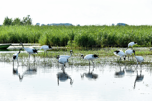 Zhalong Wetland: Crane Paradise & Migratory Marvel 🌿🦢 Zhalong Wetland: Crane Paradise & Migratory Marvel 🌿🦢