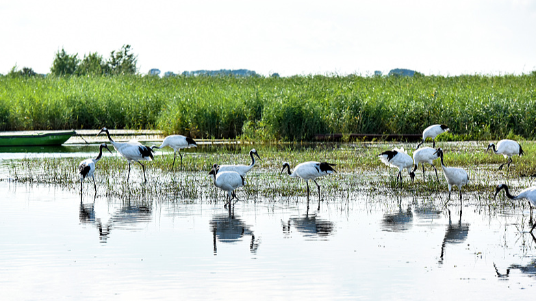 2MNCK5CVOSHECB9B30RW - 🌍NewspaperAmigo – Your Global News Buddy 🗞️ Zhalong Wetland: Crane Paradise & Migratory Marvel 🌿🦢