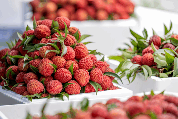 Haikou’s Volcanic Lychees Sweeten Rural Revitalization 🌋🍈 Haikou’s Volcanic Lychees Sweeten Rural Revitalization 🌋🍈