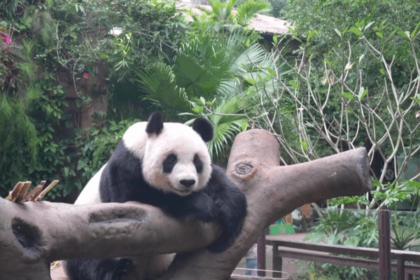 Panda Paradise in Hainan: Meet Gong Gong & Shun Shun 🐼🌴 Panda Paradise in Hainan: Meet Gong Gong & Shun Shun 🐼🌴 video poster