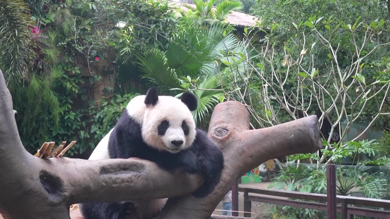 38OXQ38QLTCGWNTLXFYB - 🌍NewspaperAmigo – Your Global News Buddy 🗞️ Panda Paradise in Hainan: Meet Gong Gong & Shun Shun 🐼🌴 video poster