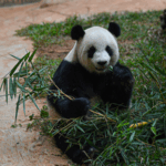 3W9Y8GPQY4A36TP1IKJC - 🌍NewspaperAmigo – Your Global News Buddy 🗞️ Panda Bros Gong Gong & Shun Shun Thrive in Tropical Hainan 🐼🌴 video poster