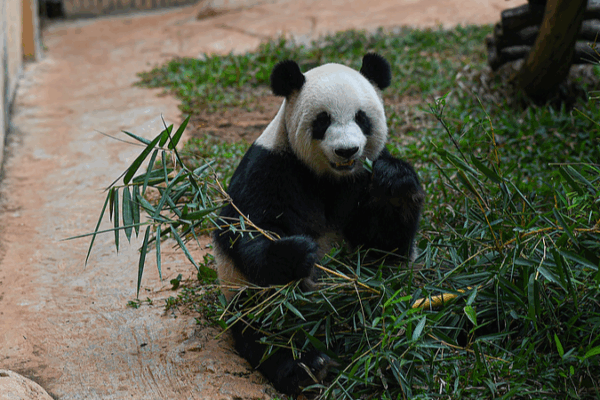 Panda Bros Gong Gong & Shun Shun Thrive in Tropical Hainan ๐ผ๐ด Panda Bros Gong Gong & Shun Shun Thrive in Tropical Hainan ๐ผ๐ด video poster