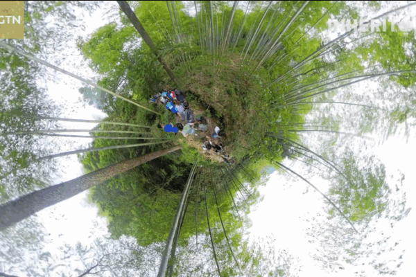 🌱 Bamboo Forest Run: Sweat for the Planet This World Environment Day! 🌱 Bamboo Forest Run: Sweat for the Planet This World Environment Day! video poster
