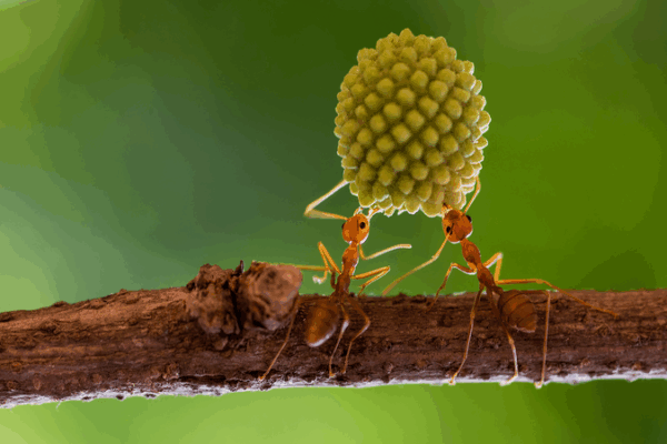 Ant DNA Breakthrough: How Tiny Genes Shaped a Social Empire 🐜🧬 Ant DNA Breakthrough: How Tiny Genes Shaped a Social Empire 🐜🧬