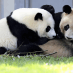 5VXSGRQPB7SBH4N0OECW - 🌍NewspaperAmigo – Your Global News Buddy 🗞️ Giant Pandas Return to China After Japan Loan 🐼✈️🌏