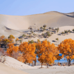 5X3Z7J643423HFFVMPOA - 🌍NewspaperAmigo – Your Global News Buddy 🗞️ 🌱 China & Central Asia Team Up to Turn Deserts into Green Havens!