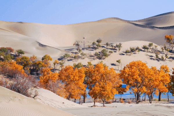 🌱 China & Central Asia Team Up to Turn Deserts into Green Havens! 🌱 China & Central Asia Team Up to Turn Deserts into Green Havens!