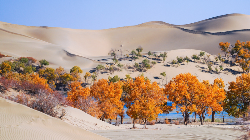 🌱 China & Central Asia Team Up to Turn Deserts into Green Havens!