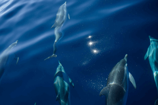 France Dives Deep: UN Ocean Conference Sparks Global Sustainability Wave ๐ France Dives Deep: UN Ocean Conference Sparks Global Sustainability Wave ๐