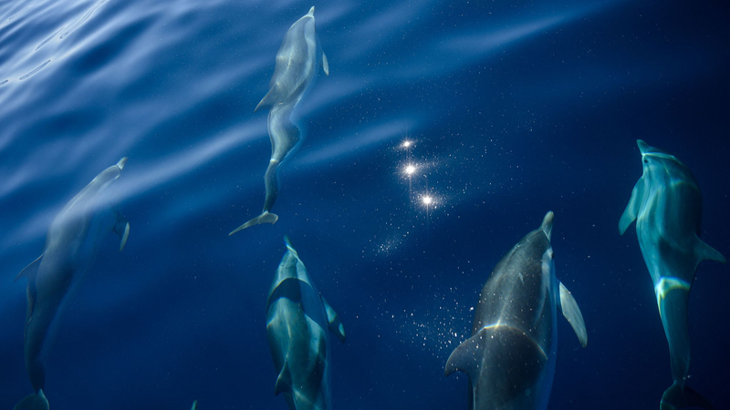 7OBSY5RXRXLD551PPMT2 - 🌍NewspaperAmigo – Your Global News Buddy 🗞️ France Dives Deep: UN Ocean Conference Sparks Global Sustainability Wave 🌊