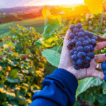 8NZWKA4PA1Q3FI0VK2AE - 🌍NewspaperAmigo – Your Global News Buddy 🗞️ 🍇 Tech Meets Tradition: How Smart Innovations Are Boosting China’s Wine Industry 🌐