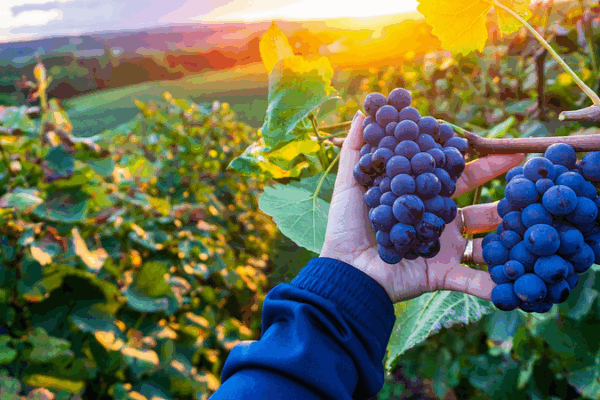 🍇 Tech Meets Tradition: How Smart Innovations Are Boosting China’s Wine Industry 🌐 🍇 Tech Meets Tradition: How Smart Innovations Are Boosting China’s Wine Industry 🌐