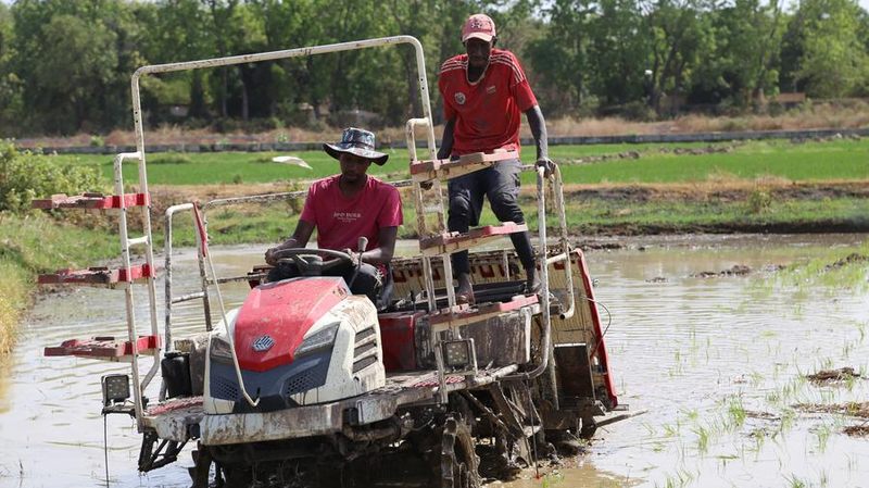 9S80HA92LKELGHNHVYLT - 🌍NewspaperAmigo – Your Global News Buddy 🗞️ 🌱 China & Africa Cultivate New Growth with Hybrid Rice Success Stories