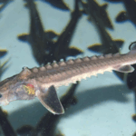 ADX3KUNYHVEGXWZOVGP5 - 🌍NewspaperAmigo – Your Global News Buddy 🗞️ Wild Yangtze Sturgeon Make Historic Comeback 🐟✨