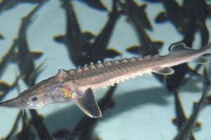Wild Yangtze Sturgeon Make Historic Comeback 🐟✨