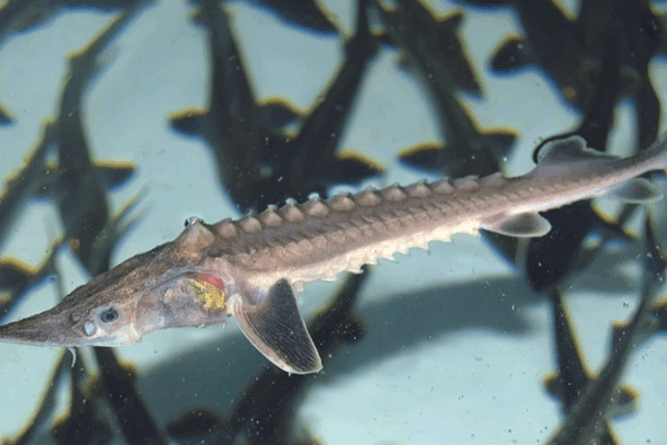 Wild Yangtze Sturgeon Make Historic Comeback 🐟✨ Wild Yangtze Sturgeon Make Historic Comeback 🐟✨