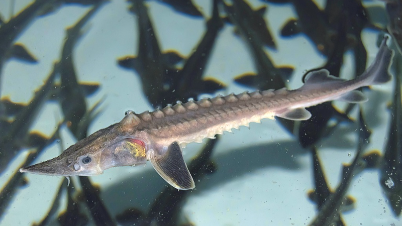Wild Yangtze Sturgeon Make Historic Comeback 🐟✨