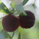 Zhejiang’s Yumberry Boom: From Local Orchards to Global Tables 🍒🌍 video poster