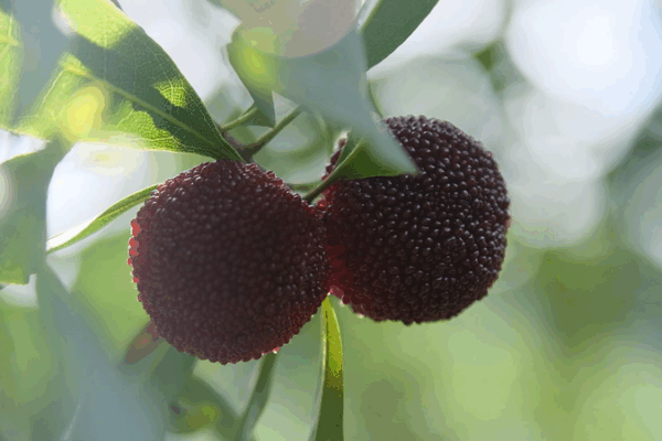 Zhejiang’s Yumberry Boom: From Local Orchards to Global Tables 🍒🌍 Zhejiang’s Yumberry Boom: From Local Orchards to Global Tables 🍒🌍 video poster