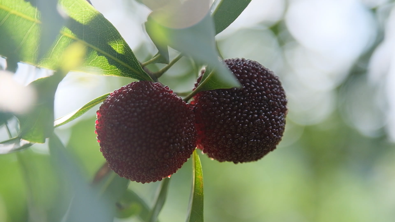Zhejiang’s Yumberry Boom: From Local Orchards to Global Tables 🍒🌍 video poster