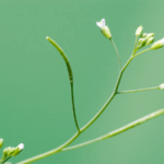 DIGSYPV8ZF9H441LB2GC - 🌍NewspaperAmigo – Your Global News Buddy 🗞️ Chinese Scientists Unveil PlantGPT: AI Revolutionizes Botany 🌱💡