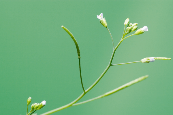 Chinese Scientists Unveil PlantGPT: AI Revolutionizes Botany 🌱💡 Chinese Scientists Unveil PlantGPT: AI Revolutionizes Botany 🌱💡