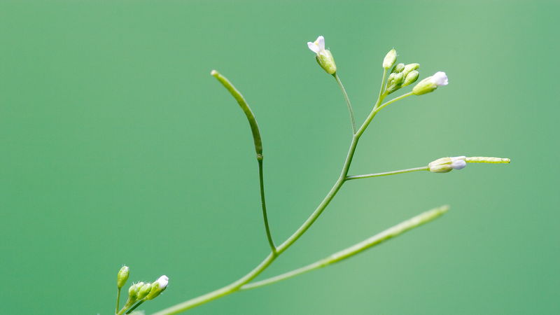 DIGSYPV8ZF9H441LB2GC - 🌍NewspaperAmigo – Your Global News Buddy 🗞️ Chinese Scientists Unveil PlantGPT: AI Revolutionizes Botany 🌱💡