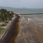 E48IDRBGUBYNZD69UQ3P - 🌍NewspaperAmigo – Your Global News Buddy 🗞️ Record Seaweed Invasion Hits Caribbean 🌊🌿—What’s Next?