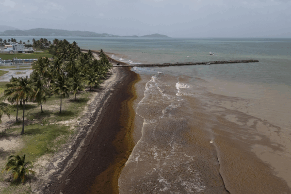 Record Seaweed Invasion Hits Caribbean 🌊🌿—What’s Next? Record Seaweed Invasion Hits Caribbean 🌊🌿—What’s Next?