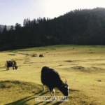 EWUSOGT9Q5IWJVQGP4G4 - 🌍NewspaperAmigo – Your Global News Buddy 🗞️ Lulang: Xizang’s Rural Revival Blends Tradition & Nature 🌄🐄