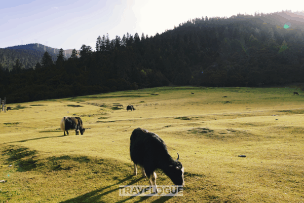 Lulang: Xizang’s Rural Revival Blends Tradition & Nature 🌄🐄 Lulang: Xizang’s Rural Revival Blends Tradition & Nature 🌄🐄