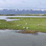 F7NJH9RCGYLFBD5YPKI0 - 🌍NewspaperAmigo – Your Global News Buddy 🗞️ Swan Spectacle in Xinjiang: Over 10,000 Birds Nest in Asia’s Largest Habitat 🦢🌿 video poster