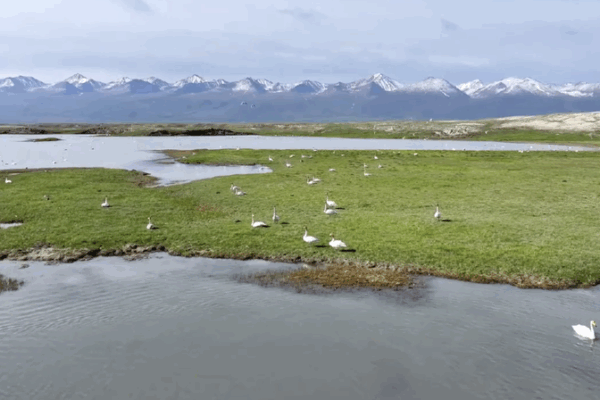 Swan Spectacle in Xinjiang: Over 10,000 Birds Nest in Asia’s Largest Habitat 🦢🌿 Swan Spectacle in Xinjiang: Over 10,000 Birds Nest in Asia’s Largest Habitat 🦢🌿 video poster