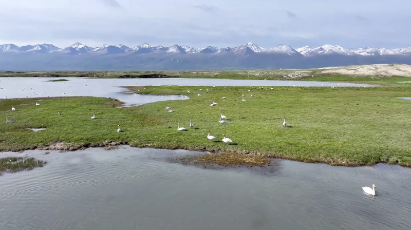 F7NJH9RCGYLFBD5YPKI0 - 🌍NewspaperAmigo – Your Global News Buddy 🗞️ Swan Spectacle in Xinjiang: Over 10,000 Birds Nest in Asia’s Largest Habitat 🦢🌿 video poster