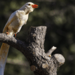FY6HCEAWA8EXZAOV85BO - 🌍NewspaperAmigo – Your Global News Buddy 🗞️ Rare Albino Animals: Fragile Wonders Need Our Protection 🌍🐾